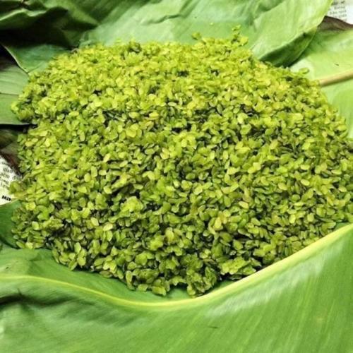 Cốm Tú Lệ có hạt mẩy và tròn trịa hơn