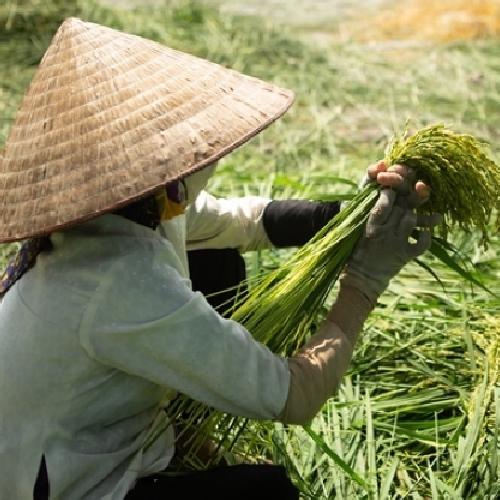 Làm cốm xanh và những điều cần lưu ý