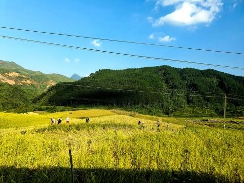 Ruộng nếp Tú Lệ mùa thu hoạch cốm