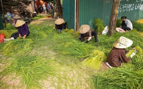 Làng cốm Mễ Trì mỗi độ mùa cốm về